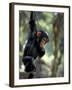 Young Chimpanzee Male, Gombe National Park, Tanzania-Kristin Mosher-Framed Photographic Print