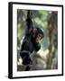 Young Chimpanzee Male, Gombe National Park, Tanzania-Kristin Mosher-Framed Photographic Print