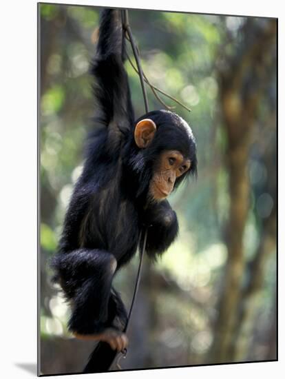 Young Chimpanzee Male, Gombe National Park, Tanzania-Kristin Mosher-Mounted Photographic Print