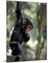 Young Chimpanzee Male, Gombe National Park, Tanzania-Kristin Mosher-Mounted Photographic Print