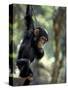 Young Chimpanzee Male, Gombe National Park, Tanzania-Kristin Mosher-Stretched Canvas