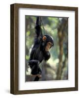 Young Chimpanzee Male, Gombe National Park, Tanzania-Kristin Mosher-Framed Photographic Print