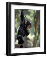 Young Chimpanzee Male, Gombe National Park, Tanzania-Kristin Mosher-Framed Photographic Print