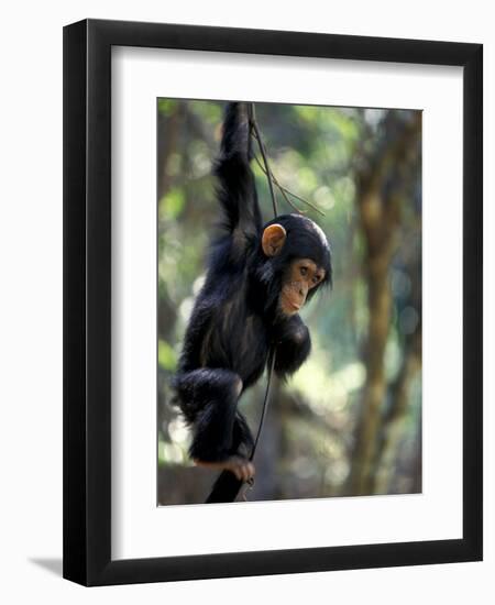 Young Chimpanzee Male, Gombe National Park, Tanzania-Kristin Mosher-Framed Photographic Print