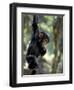 Young Chimpanzee Male, Gombe National Park, Tanzania-Kristin Mosher-Framed Photographic Print