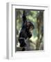 Young Chimpanzee Male, Gombe National Park, Tanzania-Kristin Mosher-Framed Photographic Print