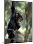 Young Chimpanzee Male, Gombe National Park, Tanzania-Kristin Mosher-Mounted Photographic Print