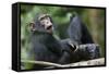 Young Chimpanzee Playing with Adult-Paul Souders-Framed Stretched Canvas