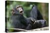 Young Chimpanzee Playing with Adult-Paul Souders-Stretched Canvas