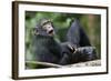 Young Chimpanzee Playing with Adult-Paul Souders-Framed Photographic Print