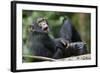 Young Chimpanzee Playing with Adult-Paul Souders-Framed Photographic Print