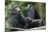 Young Chimpanzee Playing with Adult-Paul Souders-Mounted Photographic Print