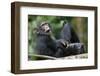 Young Chimpanzee Playing with Adult-Paul Souders-Framed Photographic Print