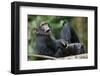 Young Chimpanzee Playing with Adult-Paul Souders-Framed Photographic Print