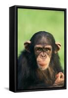 Young Chimpanzee-DLILLC-Framed Stretched Canvas