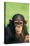 Young Chimpanzee-DLILLC-Stretched Canvas