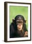 Young Chimpanzee-DLILLC-Framed Photographic Print