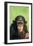 Young Chimpanzee-DLILLC-Framed Photographic Print