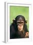 Young Chimpanzee-DLILLC-Framed Photographic Print