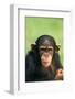 Young Chimpanzee-DLILLC-Framed Photographic Print