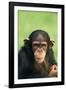 Young Chimpanzee-DLILLC-Framed Photographic Print