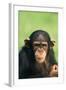 Young Chimpanzee-DLILLC-Framed Photographic Print