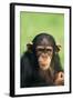 Young Chimpanzee-DLILLC-Framed Photographic Print