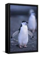 Young Chinstrap Penguin-DLILLC-Framed Stretched Canvas