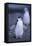 Young Chinstrap Penguin-DLILLC-Framed Stretched Canvas