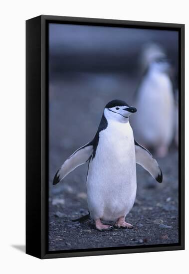 Young Chinstrap Penguin-DLILLC-Framed Stretched Canvas