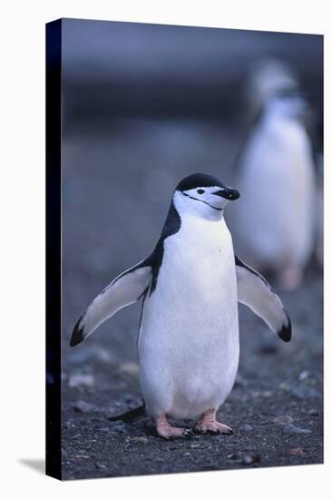 Young Chinstrap Penguin-DLILLC-Stretched Canvas