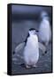 Young Chinstrap Penguin-DLILLC-Framed Stretched Canvas