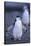 Young Chinstrap Penguin-DLILLC-Stretched Canvas