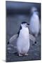 Young Chinstrap Penguin-DLILLC-Mounted Premium Photographic Print