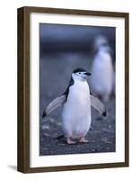 Young Chinstrap Penguin-DLILLC-Framed Photographic Print