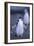 Young Chinstrap Penguin-DLILLC-Framed Photographic Print