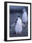 Young Chinstrap Penguin-DLILLC-Framed Photographic Print