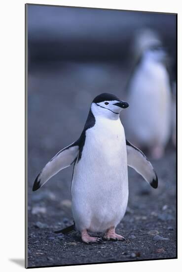 Young Chinstrap Penguin-DLILLC-Mounted Photographic Print