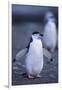 Young Chinstrap Penguin-DLILLC-Framed Photographic Print