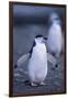 Young Chinstrap Penguin-DLILLC-Framed Photographic Print