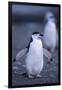 Young Chinstrap Penguin-DLILLC-Framed Photographic Print