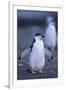 Young Chinstrap Penguin-DLILLC-Framed Photographic Print