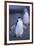 Young Chinstrap Penguin-DLILLC-Framed Photographic Print