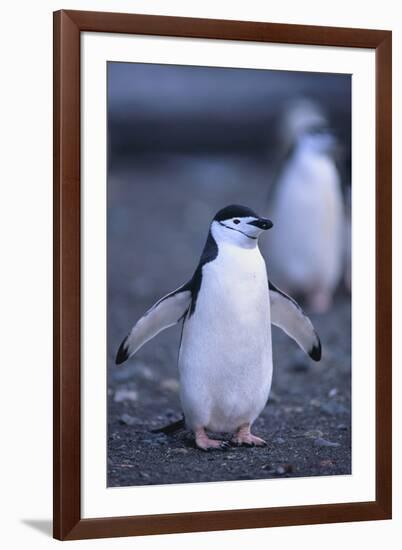 Young Chinstrap Penguin-DLILLC-Framed Photographic Print