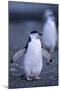 Young Chinstrap Penguin-DLILLC-Mounted Photographic Print