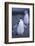 Young Chinstrap Penguin-DLILLC-Framed Photographic Print