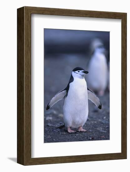 Young Chinstrap Penguin-DLILLC-Framed Photographic Print