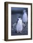 Young Chinstrap Penguin-DLILLC-Framed Photographic Print