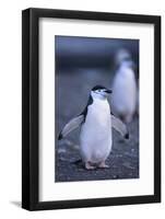 Young Chinstrap Penguin-DLILLC-Framed Photographic Print