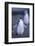 Young Chinstrap Penguin-DLILLC-Framed Photographic Print